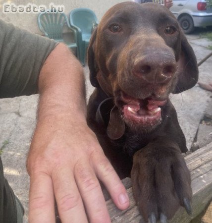 Ingyen elvihető német vizsla kan kutya 2éves
