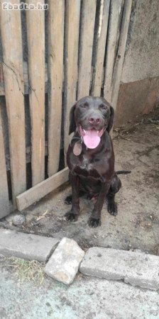 Ingyen elvihető német vizsla kan kutya 2éves