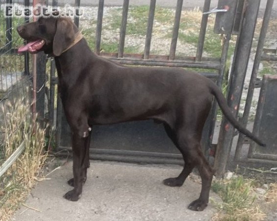 Ingyen elvihető német vizsla kan kutya 2éves