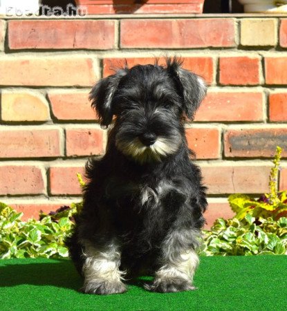 Törpe schnauzer törzskönyvezett kölykök