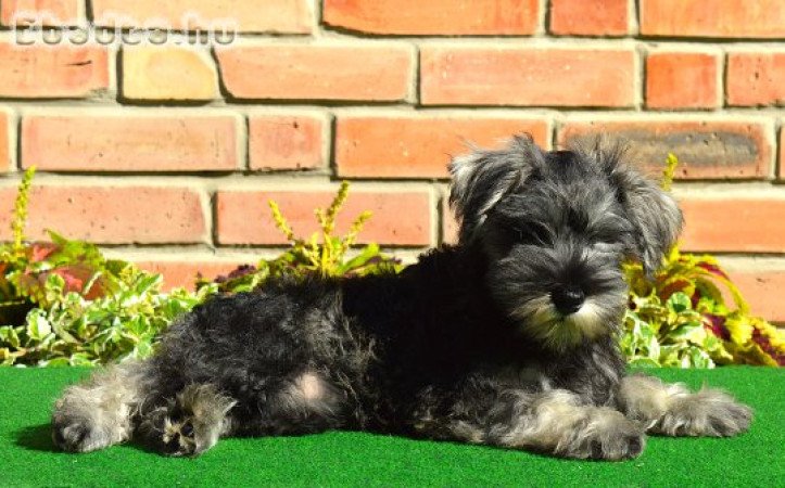 Törpe schnauzer törzskönyvezett kölykök