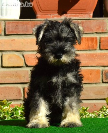 Törpe schnauzer törzskönyvezett kölykök