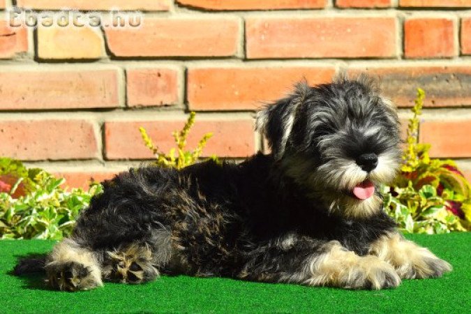 Törpe schnauzer törzskönyvezett kölykök