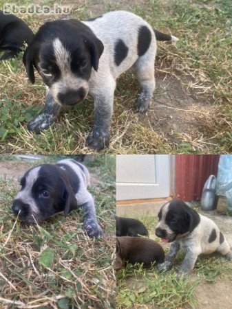 Eladó a képen látható 4 kan német vizsla