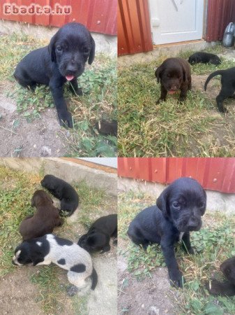 Eladó a képen látható 4 kan német vizsla