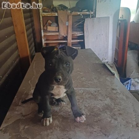 Eladó  kiskutyák