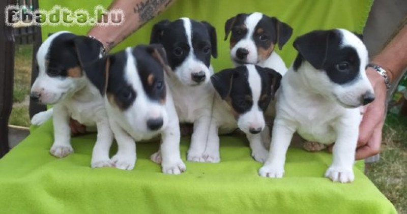 Eladó Jack Russel terrier