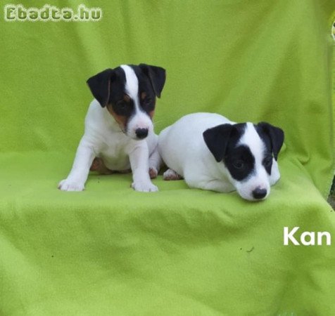 Eladó Jack Russel terrier