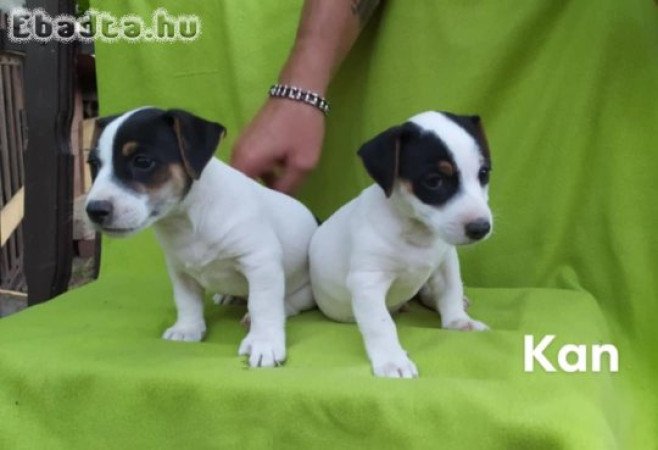 Eladó Jack Russel terrier