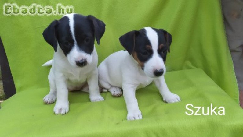 Eladó Jack Russel terrier