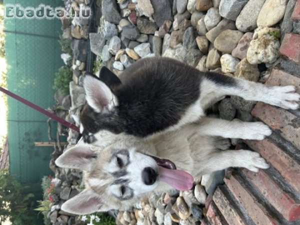 Fajtatiszta Husky kölykök