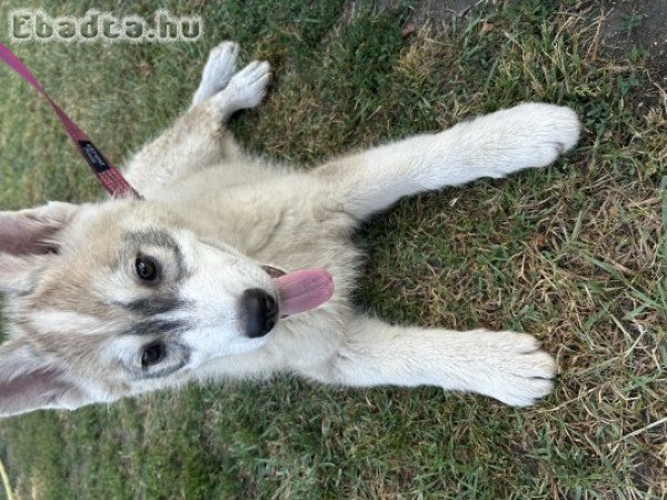 Fajtatiszta Husky kölykök