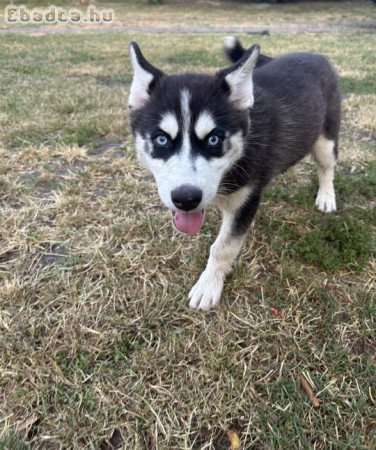Fajtatiszta Husky kölykök