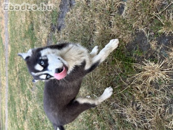 Fajtatiszta Husky kölykök