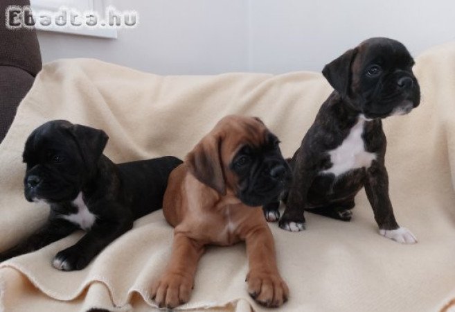 Szerető otthont kereső boxer kölykök