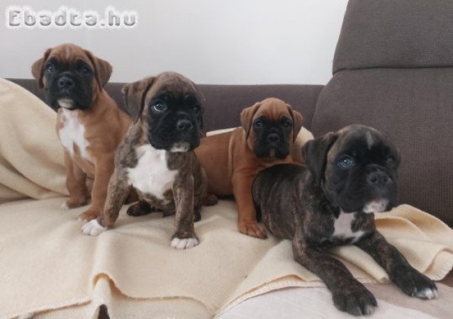 Szerető otthont kereső boxer kölykök