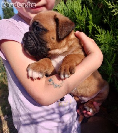 Szerető otthont kereső boxer kölykök