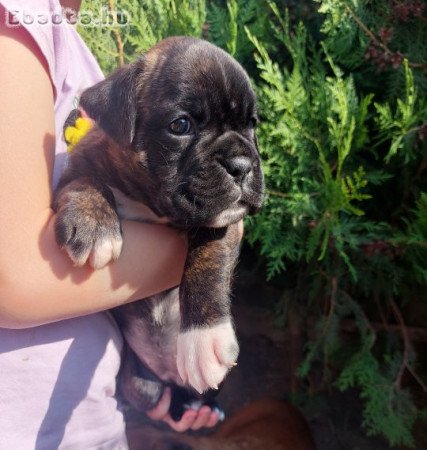 Szerető otthont kereső boxer kölykök