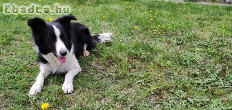 Örökbefogadható Border Collie szuka