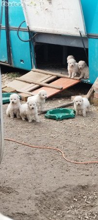 Kuvasz kiskutyák szerető gazdára várnak