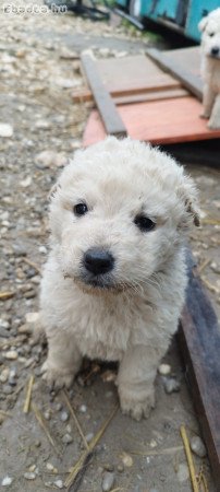 Kuvasz kiskutyák szerető gazdára várnak