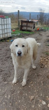 Kuvasz kiskutyák szerető gazdára várnak