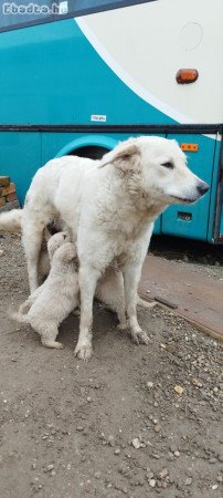 Kuvasz kiskutyák szerető gazdára várnak