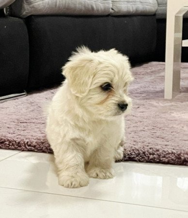 Bichon Havanese