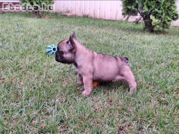 Törzskönyvezett Standard Francia Bulldog szuka