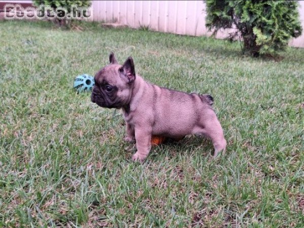 Törzskönyvezett Standard Francia Bulldog szuka