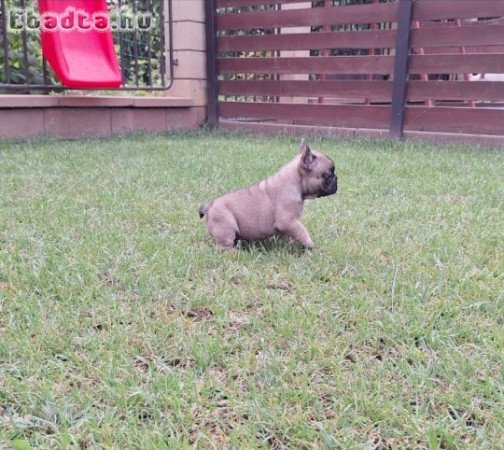 Törzskönyvezett Standard Francia Bulldog szuka