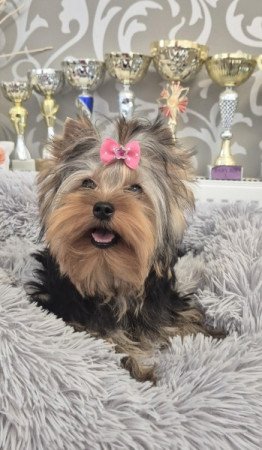 Yorkshire terrier