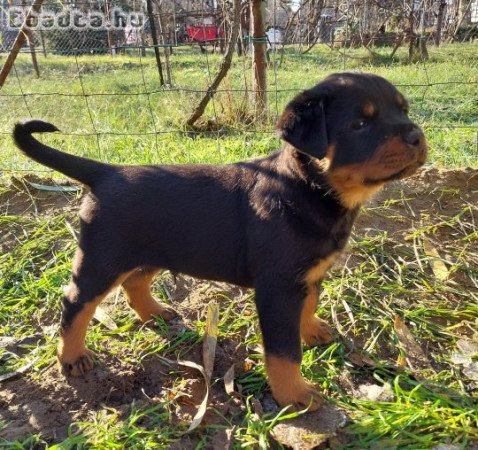 Eladó Rottweiler kiskutyàk