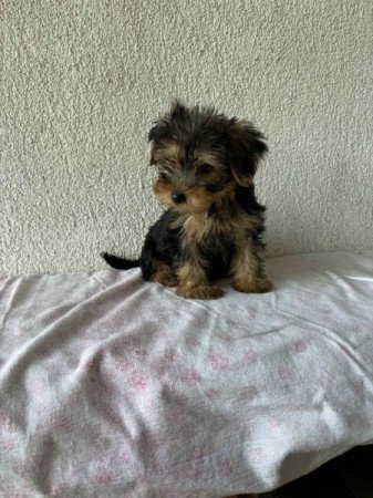 Yorkshire terrier