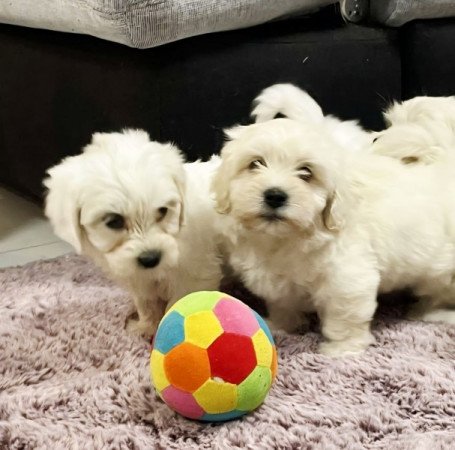 Bichon Havanese