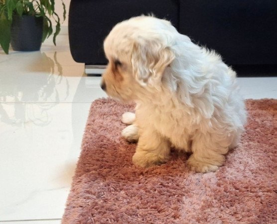 Bichon Havanese