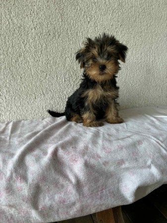 Yorkshire terrier