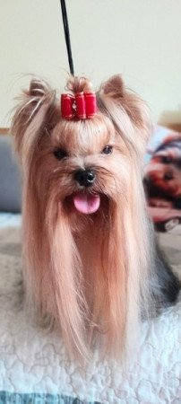 Yorkshire terrier