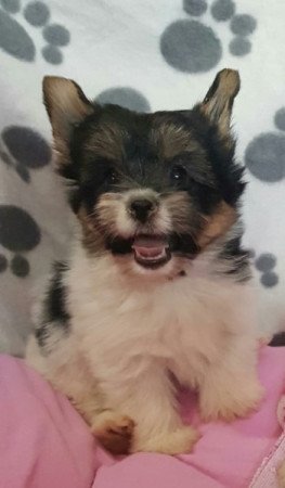 Yorkshire terrier biewer