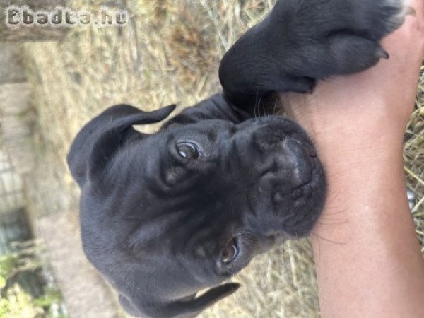 Törzskönyvezett Cane Corso szülőktől származó