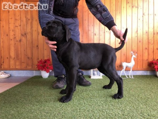 Eladó Cane corso kiskutyák