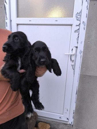 Angol cocker spániel