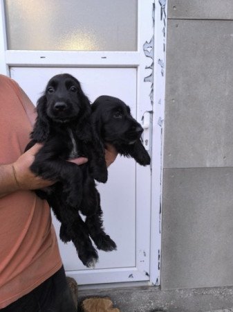 Angol cocker spániel