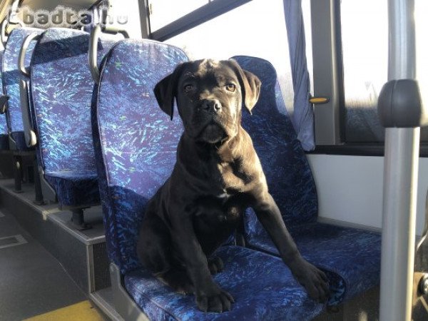 Eladó Cane corso kiskutyák