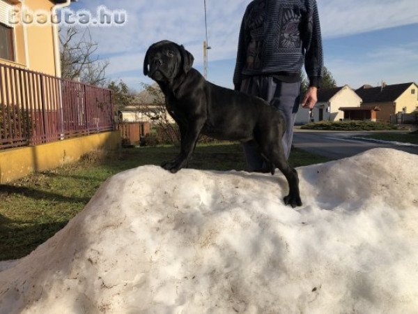 Eladó Cane corso kiskutyák