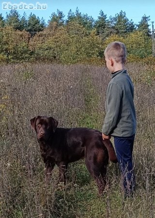 Labrador csoki kölyök