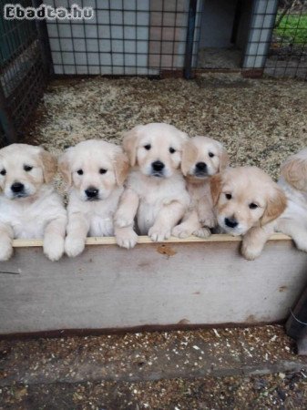 Golden retriever kiskutyák