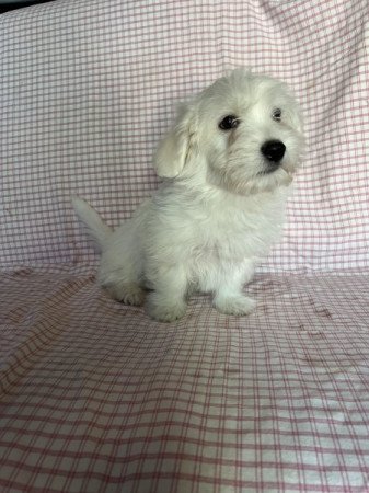 Bichon havanese