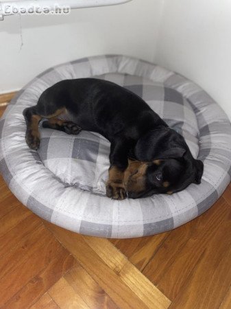 Törpe kölyök tacskó