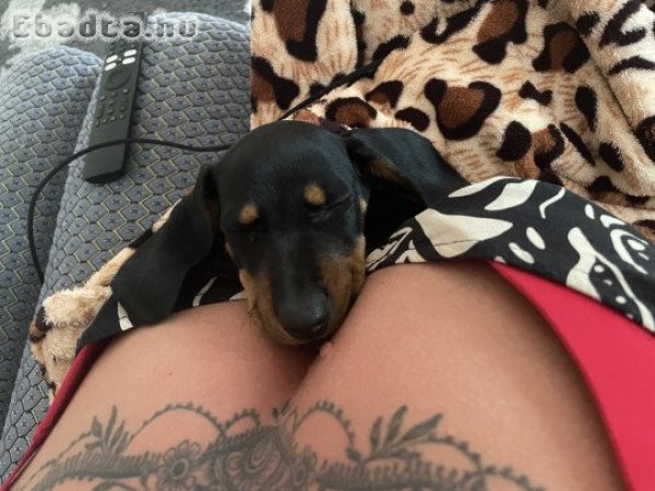 Törpe kölyök tacskó